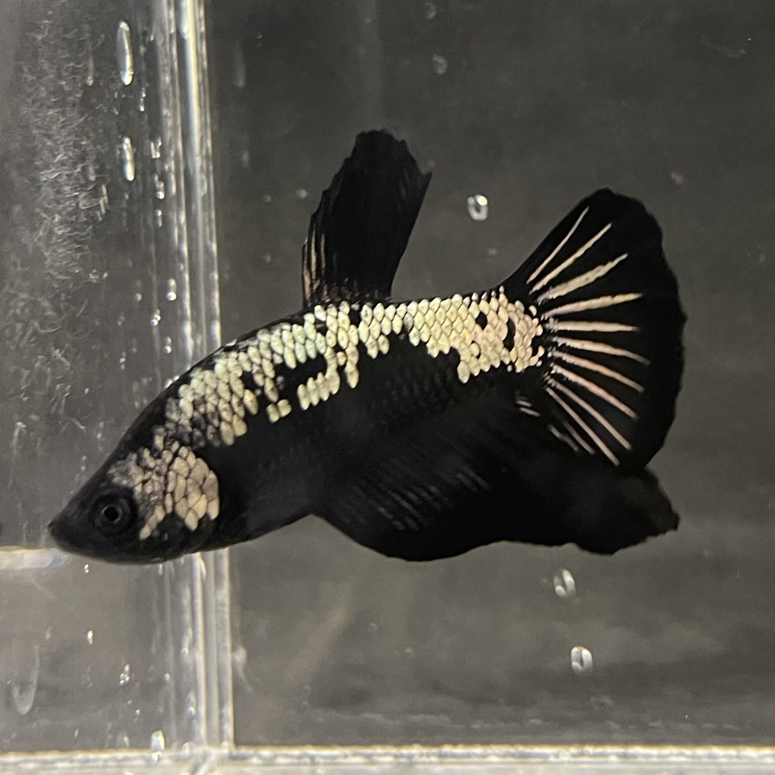 the-fish-farm Premium Male Betta Fancy Plakat Betta Male - One Only - 4 Buy this Premium Male Plakat Betta - One Only The Fish Farm Australia 