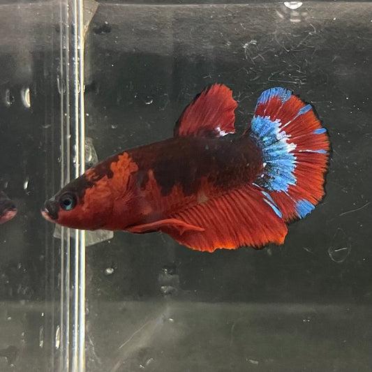 the-fish-farm Premium Male Betta Fancy Plakat Betta Male - One Only - 4 Buy this Premium Male Plakat Betta - One Only The Fish Farm Australia 
