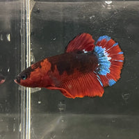 the-fish-farm Premium Male Betta Fancy Plakat Betta Male - One Only - 4 Buy this Premium Male Plakat Betta - One Only The Fish Farm Australia 