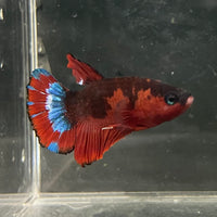 the-fish-farm Premium Male Betta Fancy Plakat Betta Male - One Only - 4 Buy this Premium Male Plakat Betta - One Only The Fish Farm Australia 
