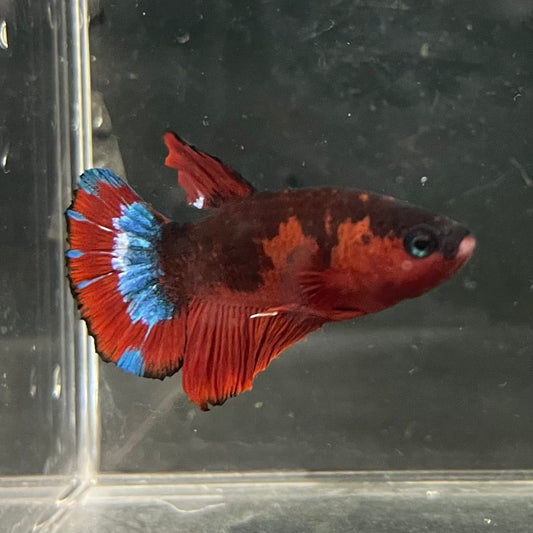 the-fish-farm Premium Male Betta Fancy Plakat Betta Male - One Only - 4 Buy this Premium Male Plakat Betta - One Only The Fish Farm Australia 