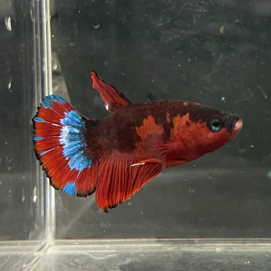the-fish-farm Premium Male Betta Fancy Plakat Betta Male - One Only - 4 Buy this Premium Male Plakat Betta - One Only The Fish Farm Australia 