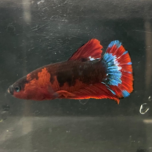 the-fish-farm Premium Male Betta Fancy Plakat Betta Male - One Only - 4 Buy this Premium Male Plakat Betta - One Only The Fish Farm Australia 