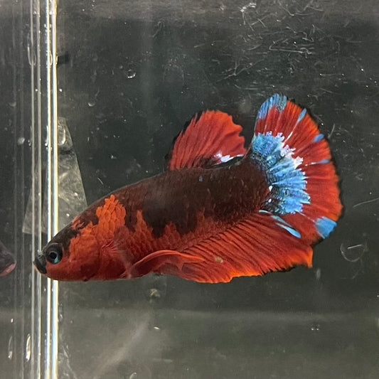 the-fish-farm Premium Male Betta Fancy Plakat Betta Male - One Only - 4 Buy this Premium Male Plakat Betta - One Only The Fish Farm Australia 