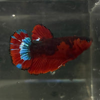 the-fish-farm Premium Male Betta Fancy Plakat Betta Male - One Only - 4 Buy this Premium Male Plakat Betta - One Only The Fish Farm Australia 