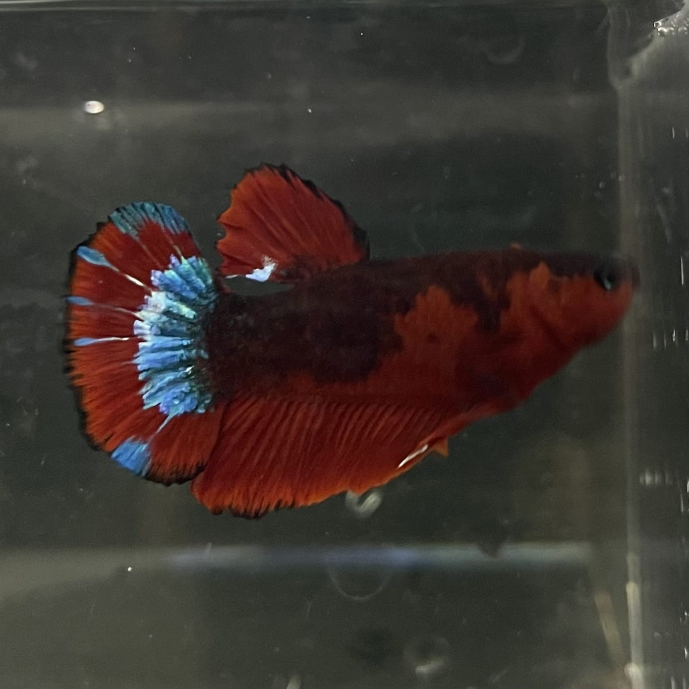 the-fish-farm Premium Male Betta Fancy Plakat Betta Male - One Only - 4 Buy this Premium Male Plakat Betta - One Only The Fish Farm Australia 