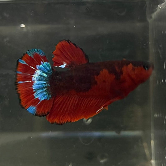 the-fish-farm Premium Male Betta Fancy Plakat Betta Male - One Only - 4 Buy this Premium Male Plakat Betta - One Only The Fish Farm Australia 