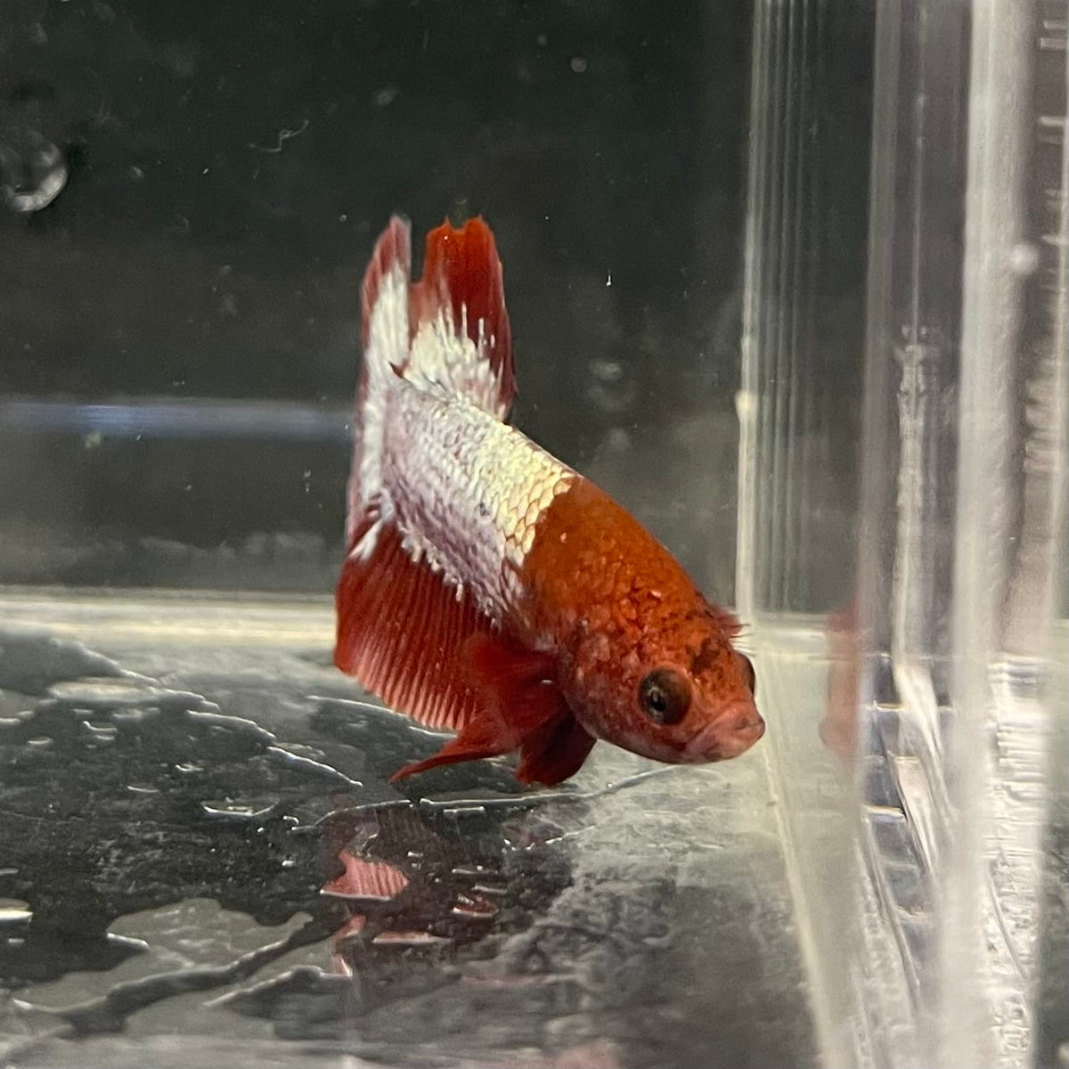 the-fish-farm Premium Male Betta Fancy Plakat Betta Male - One Only - 4 Buy this Premium Male Plakat Betta - One Only The Fish Farm Australia 