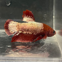 the-fish-farm Premium Male Betta Fancy Plakat Betta Male - One Only - 4 Buy this Premium Male Plakat Betta - One Only The Fish Farm Australia 