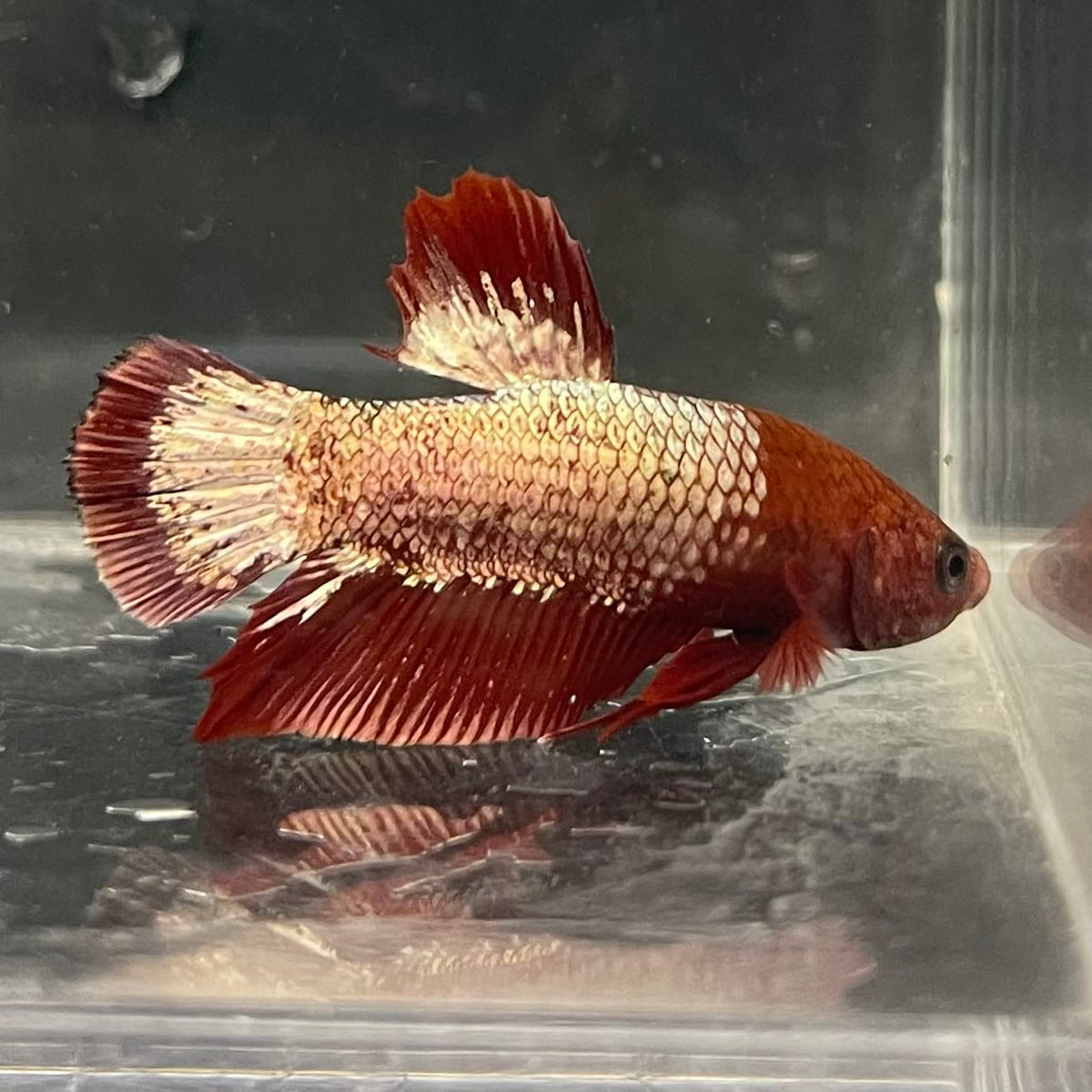 the-fish-farm Premium Male Betta Fancy Plakat Betta Male - One Only - 4 Buy this Premium Male Plakat Betta - One Only The Fish Farm Australia 