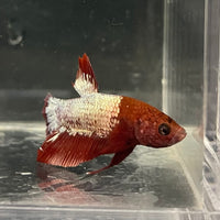 the-fish-farm Premium Male Betta Fancy Plakat Betta Male - One Only - 4 Buy this Premium Male Plakat Betta - One Only The Fish Farm Australia 