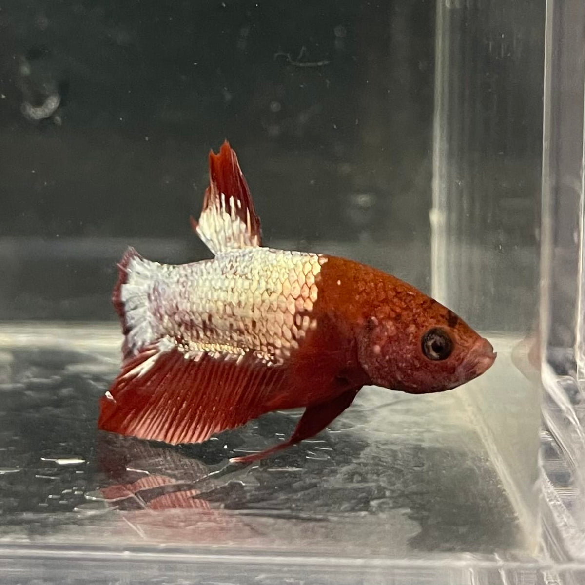 the-fish-farm Premium Male Betta Fancy Plakat Betta Male - One Only - 4 Buy this Premium Male Plakat Betta - One Only The Fish Farm Australia 
