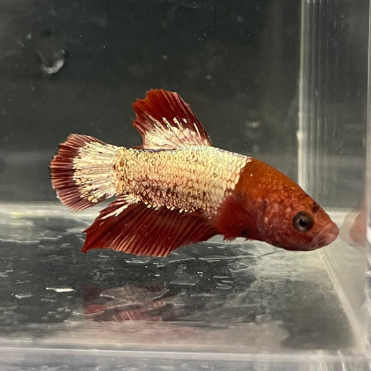 the-fish-farm Premium Male Betta Fancy Plakat Betta Male - One Only - 4 Buy this Premium Male Plakat Betta - One Only The Fish Farm Australia 