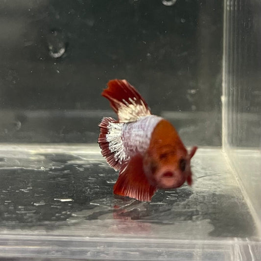 the-fish-farm Premium Male Betta Fancy Plakat Betta Male - One Only - 4 Buy this Premium Male Plakat Betta - One Only The Fish Farm Australia 