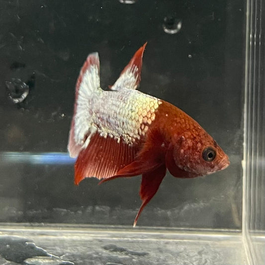 the-fish-farm Premium Male Betta Fancy Plakat Betta Male - One Only - 4 Buy this Premium Male Plakat Betta - One Only The Fish Farm Australia 