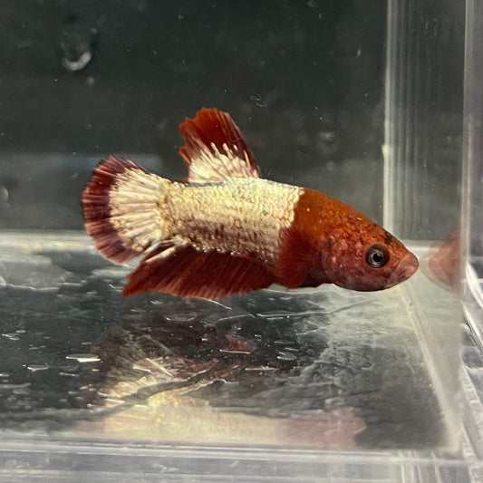 the-fish-farm Premium Male Betta Fancy Plakat Betta Male - One Only - 4 Buy this Premium Male Plakat Betta - One Only The Fish Farm Australia 