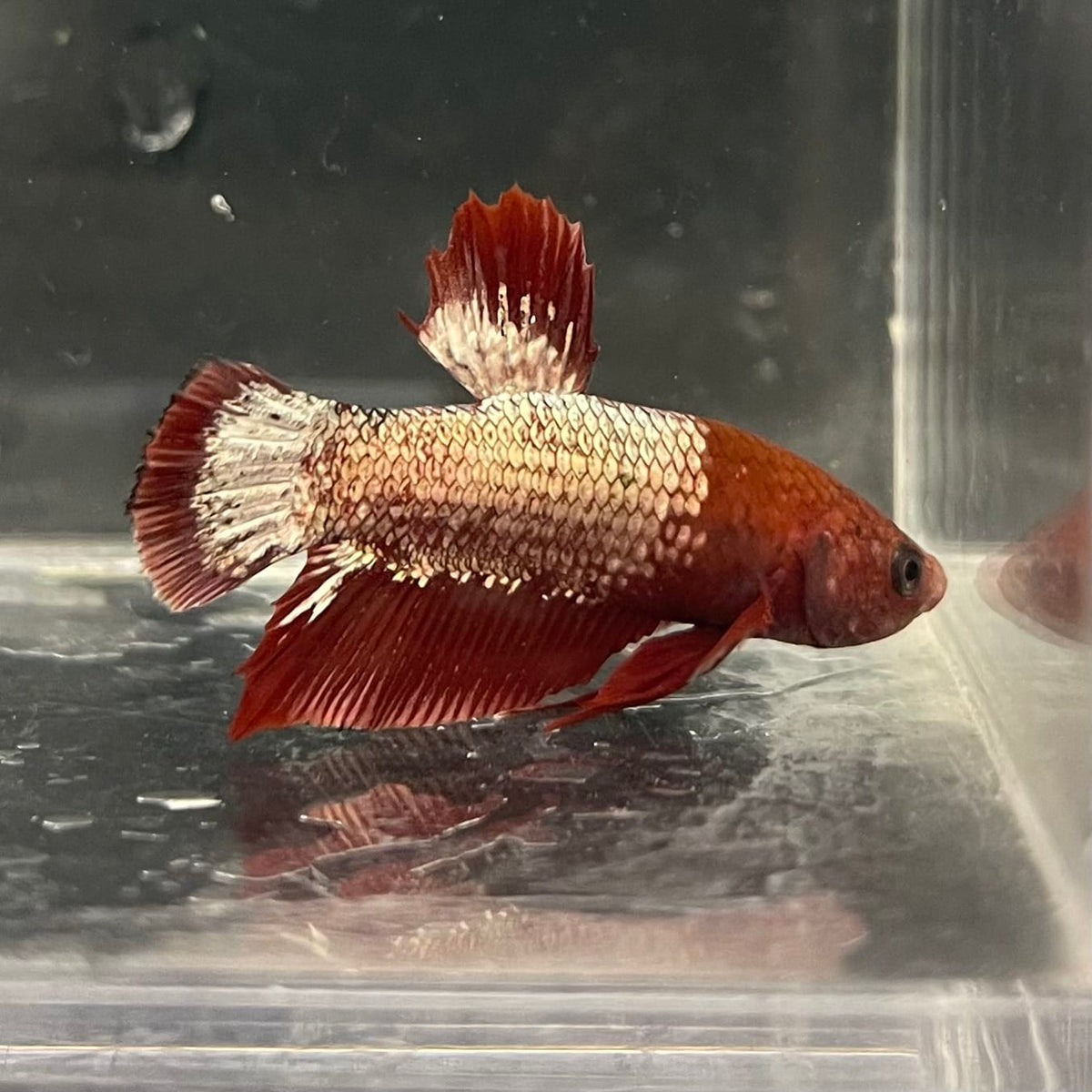 the-fish-farm Premium Male Betta Fancy Plakat Betta Male - One Only - 4 Buy this Premium Male Plakat Betta - One Only The Fish Farm Australia 