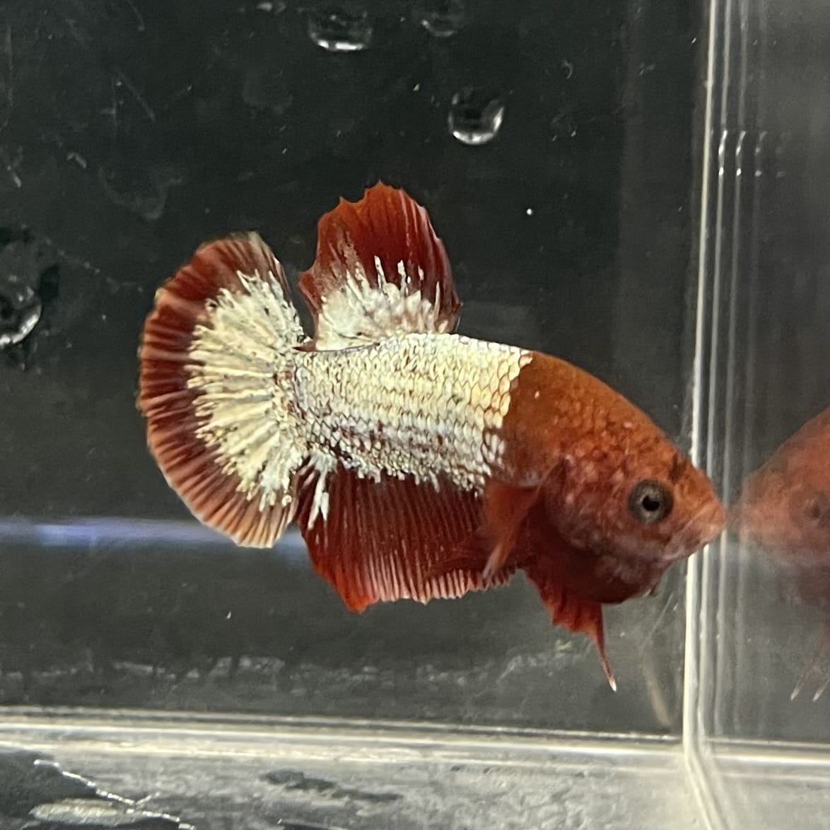 the-fish-farm Premium Male Betta Fancy Plakat Betta Male - One Only - 4 Buy this Premium Male Plakat Betta - One Only The Fish Farm Australia 