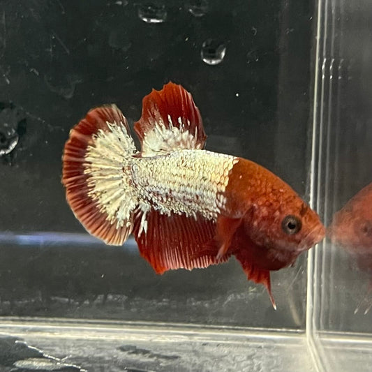the-fish-farm Premium Male Betta Fancy Plakat Betta Male - One Only - 4 Buy this Premium Male Plakat Betta - One Only The Fish Farm Australia 