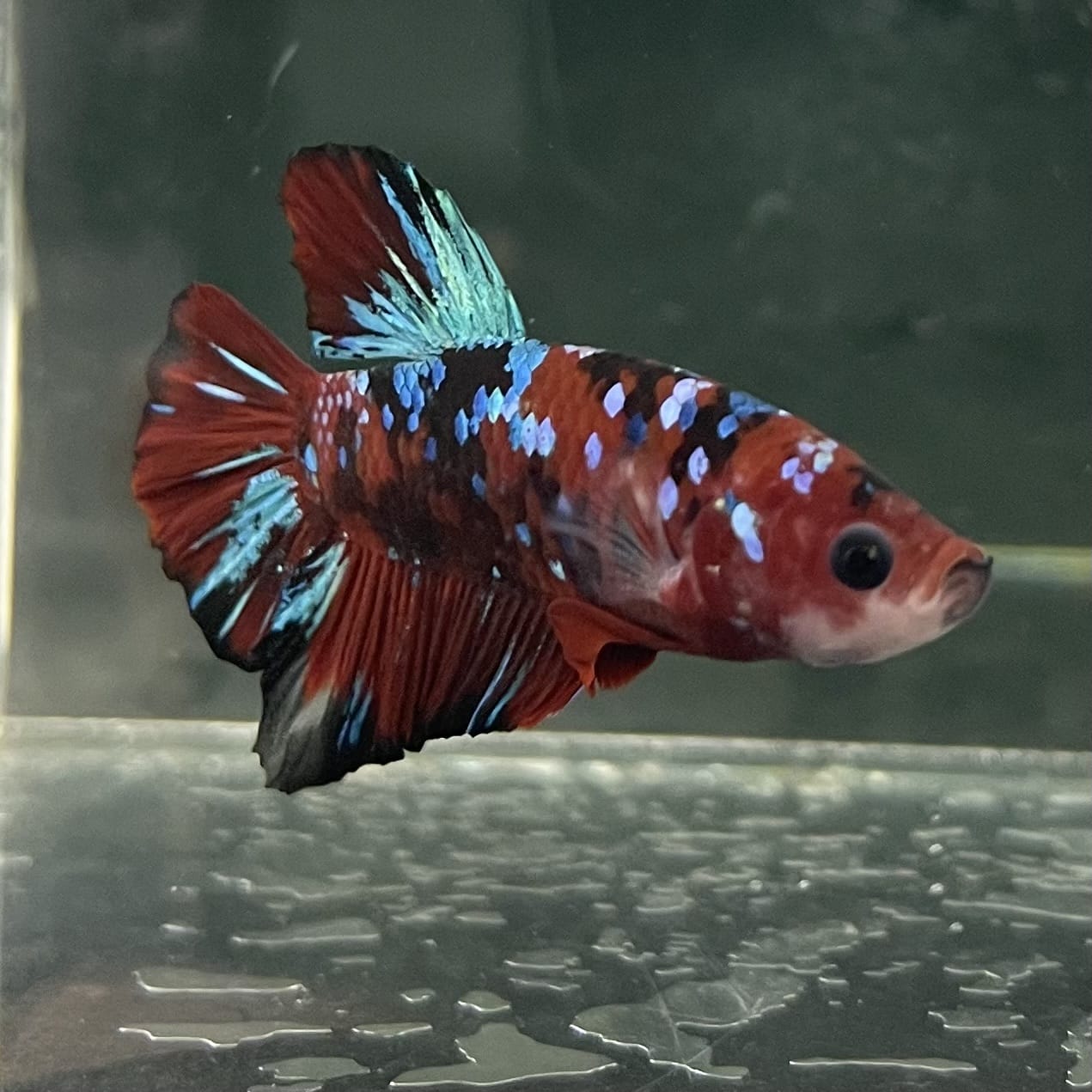 the-fish-farm Premium Male Betta Fancy Plakat Betta Male - One Only - 5 Buy this Premium Male Plakat Betta - One Only The Fish Farm Australia 