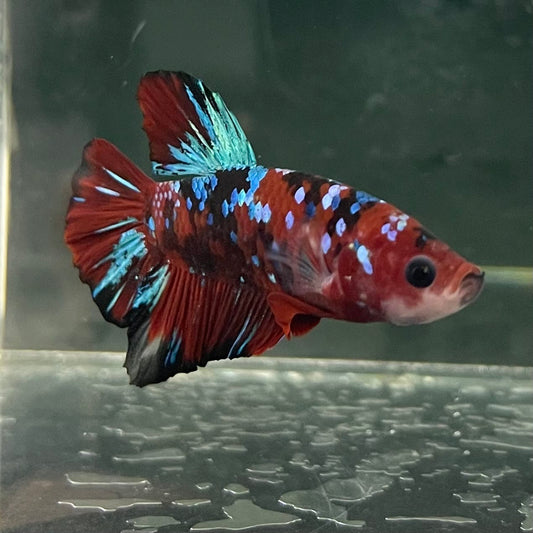 the-fish-farm Premium Male Betta Fancy Plakat Betta Male - One Only - 5 Buy this Premium Male Plakat Betta - One Only The Fish Farm Australia 