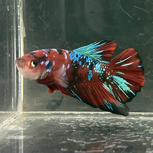 the-fish-farm Premium Male Betta Fancy Plakat Betta Male - One Only - 5 Buy this Premium Male Plakat Betta - One Only The Fish Farm Australia 
