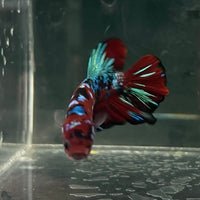 the-fish-farm Premium Male Betta Fancy Plakat Betta Male - One Only - 5 Buy this Premium Male Plakat Betta - One Only The Fish Farm Australia 
