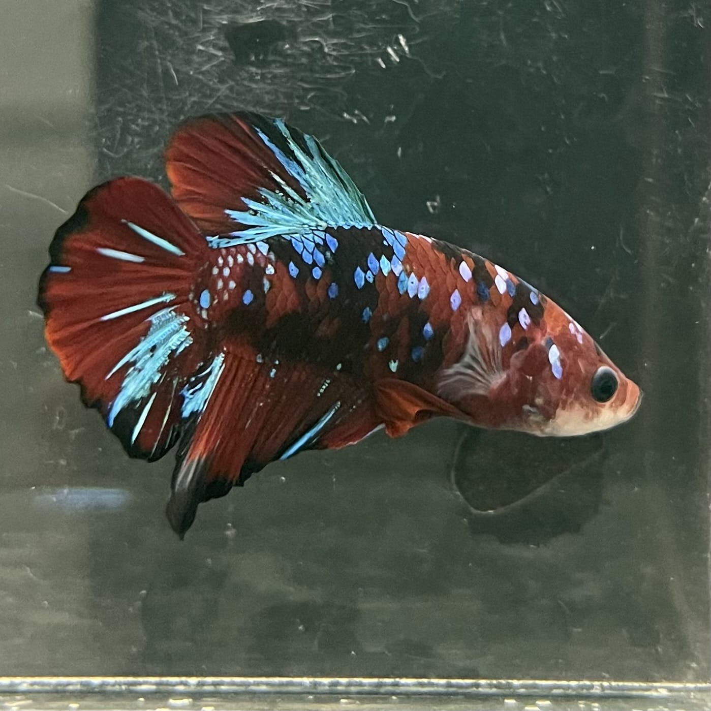the-fish-farm Premium Male Betta Fancy Plakat Betta Male - One Only - 5 Buy this Premium Male Plakat Betta - One Only The Fish Farm Australia 