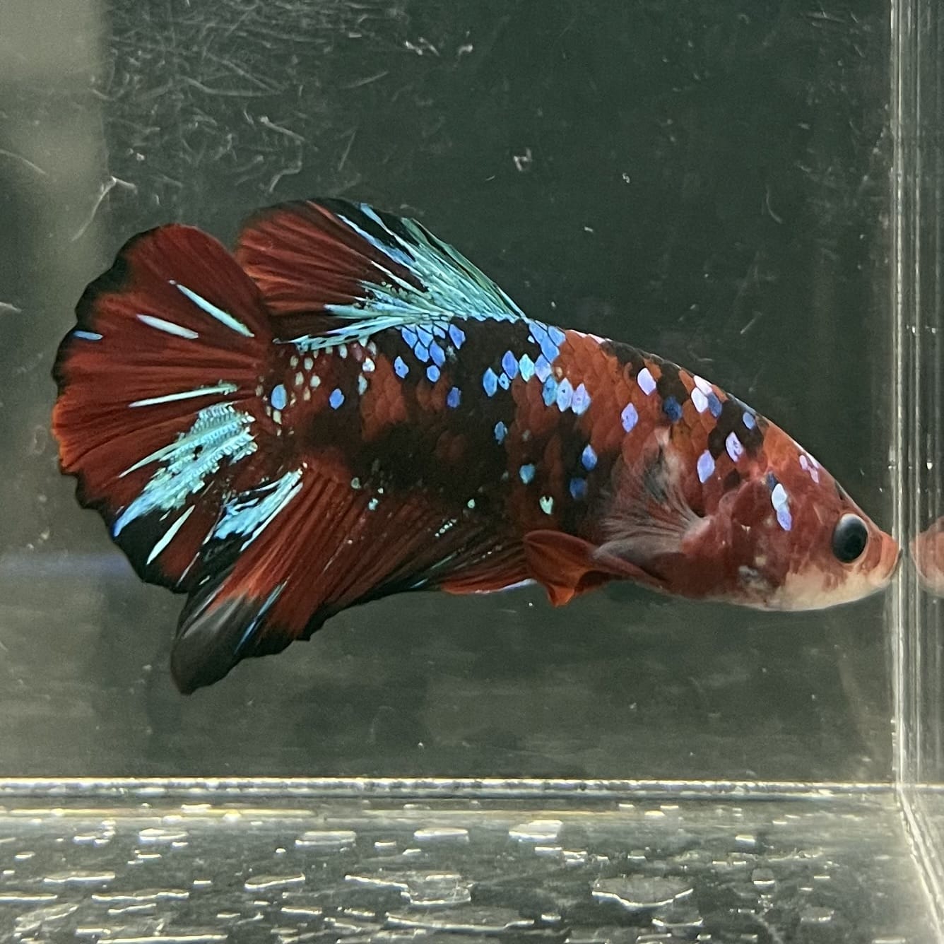 the-fish-farm Premium Male Betta Fancy Plakat Betta Male - One Only - 5 Buy this Premium Male Plakat Betta - One Only The Fish Farm Australia 