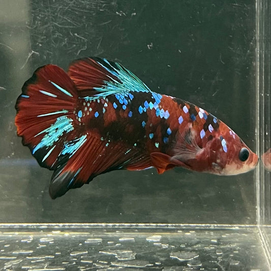 the-fish-farm Premium Male Betta Fancy Plakat Betta Male - One Only - 5 Buy this Premium Male Plakat Betta - One Only The Fish Farm Australia 