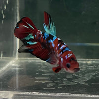 the-fish-farm Premium Male Betta Fancy Plakat Betta Male - One Only - 5 Buy this Premium Male Plakat Betta - One Only The Fish Farm Australia 