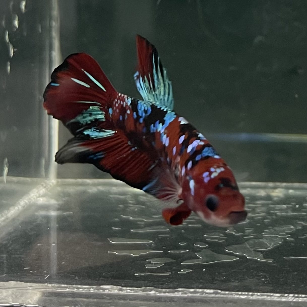 the-fish-farm Premium Male Betta Fancy Plakat Betta Male - One Only - 5 Buy this Premium Male Plakat Betta - One Only The Fish Farm Australia 