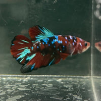 the-fish-farm Premium Male Betta Fancy Plakat Betta Male - One Only - 5 Buy this Premium Male Plakat Betta - One Only The Fish Farm Australia 