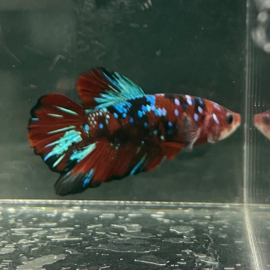the-fish-farm Premium Male Betta Fancy Plakat Betta Male - One Only - 5 Buy this Premium Male Plakat Betta - One Only The Fish Farm Australia 