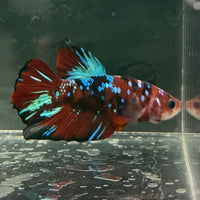 the-fish-farm Premium Male Betta Fancy Plakat Betta Male - One Only - 5 Buy this Premium Male Plakat Betta - One Only The Fish Farm Australia 