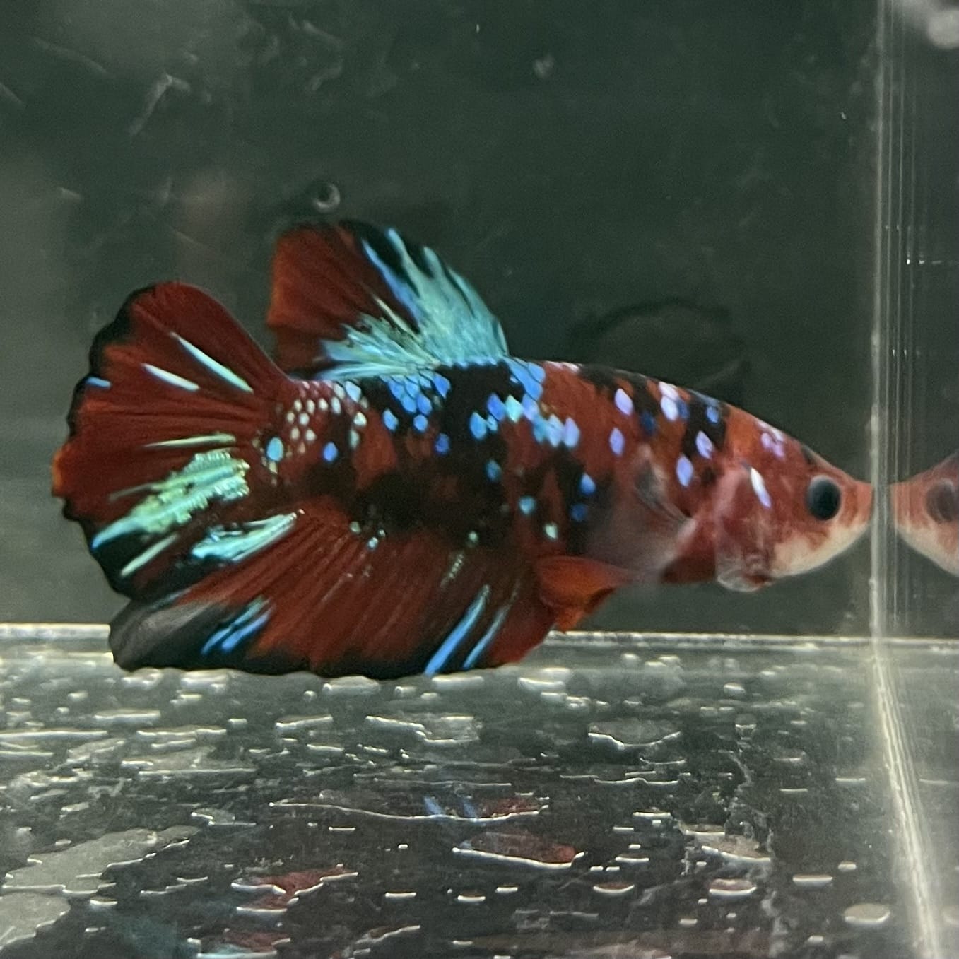the-fish-farm Premium Male Betta Fancy Plakat Betta Male - One Only - 5 Buy this Premium Male Plakat Betta - One Only The Fish Farm Australia 