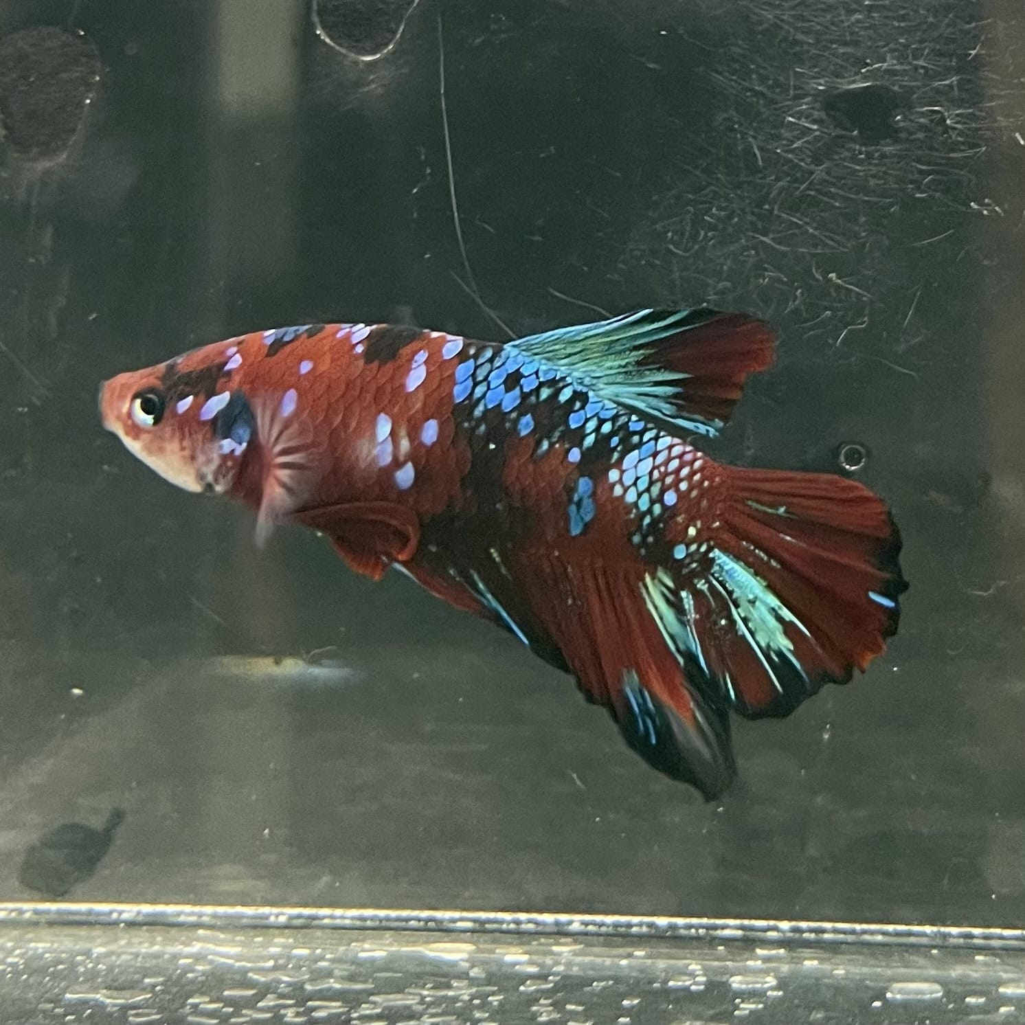 the-fish-farm Premium Male Betta Fancy Plakat Betta Male - One Only - 5 Buy this Premium Male Plakat Betta - One Only The Fish Farm Australia 