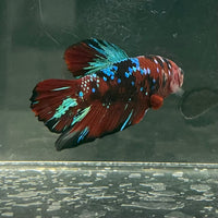 the-fish-farm Premium Male Betta Fancy Plakat Betta Male - One Only - 5 Buy this Premium Male Plakat Betta - One Only The Fish Farm Australia 