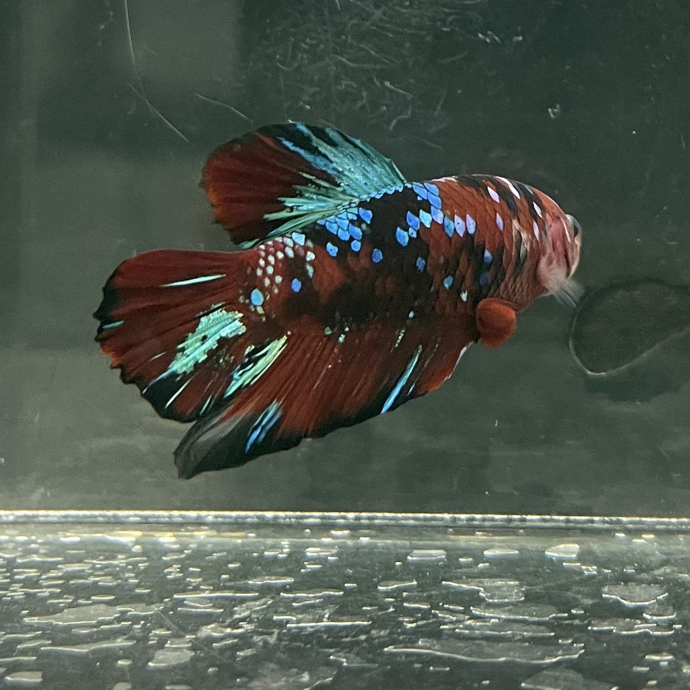 the-fish-farm Premium Male Betta Fancy Plakat Betta Male - One Only - 5 Buy this Premium Male Plakat Betta - One Only The Fish Farm Australia 