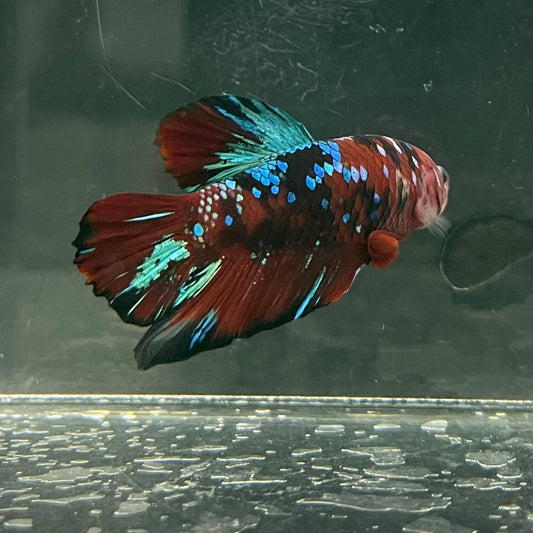 the-fish-farm Premium Male Betta Fancy Plakat Betta Male - One Only - 5 Buy this Premium Male Plakat Betta - One Only The Fish Farm Australia 