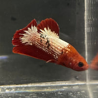 the-fish-farm Premium Male Betta Fancy Plakat Betta Male - One Only - 5 Buy this Premium Male Plakat Betta - One Only The Fish Farm Australia 
