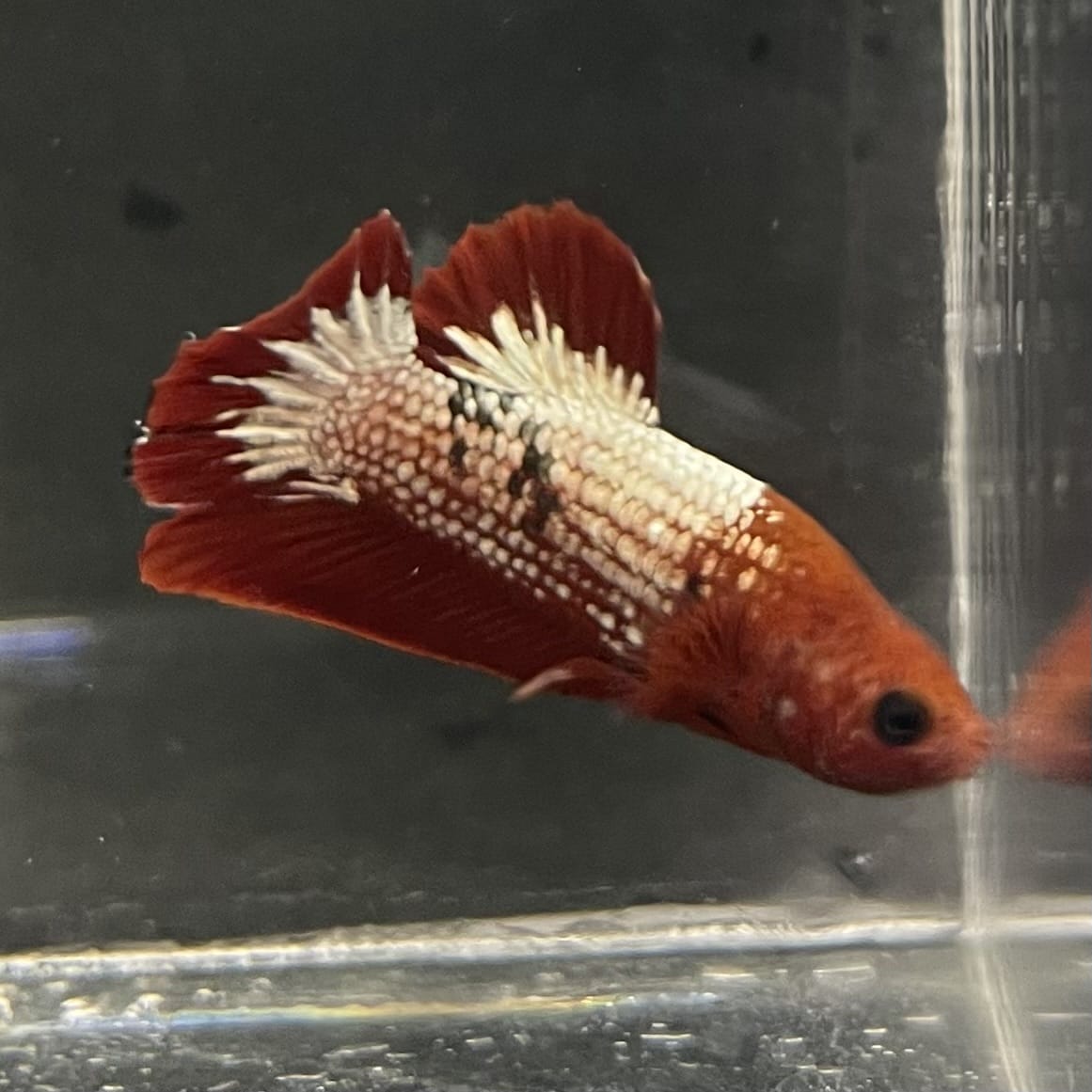 the-fish-farm Premium Male Betta Fancy Plakat Betta Male - One Only - 5 Buy this Premium Male Plakat Betta - One Only The Fish Farm Australia 