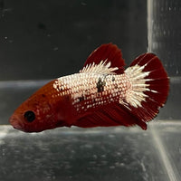 the-fish-farm Premium Male Betta Fancy Plakat Betta Male - One Only - 5 Buy this Premium Male Plakat Betta - One Only The Fish Farm Australia 