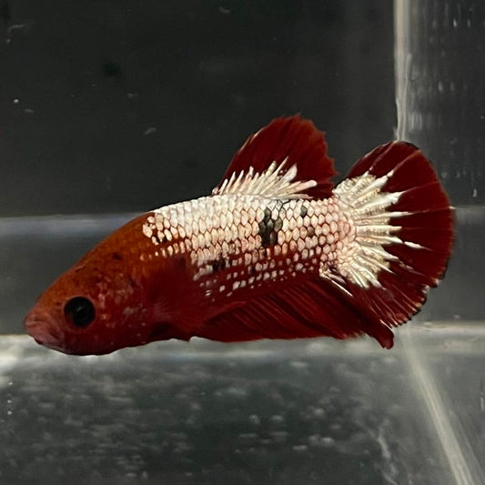 the-fish-farm Premium Male Betta Fancy Plakat Betta Male - One Only - 5 Buy this Premium Male Plakat Betta - One Only The Fish Farm Australia 
