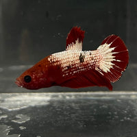 the-fish-farm Premium Male Betta Fancy Plakat Betta Male - One Only - 5 Buy this Premium Male Plakat Betta - One Only The Fish Farm Australia 