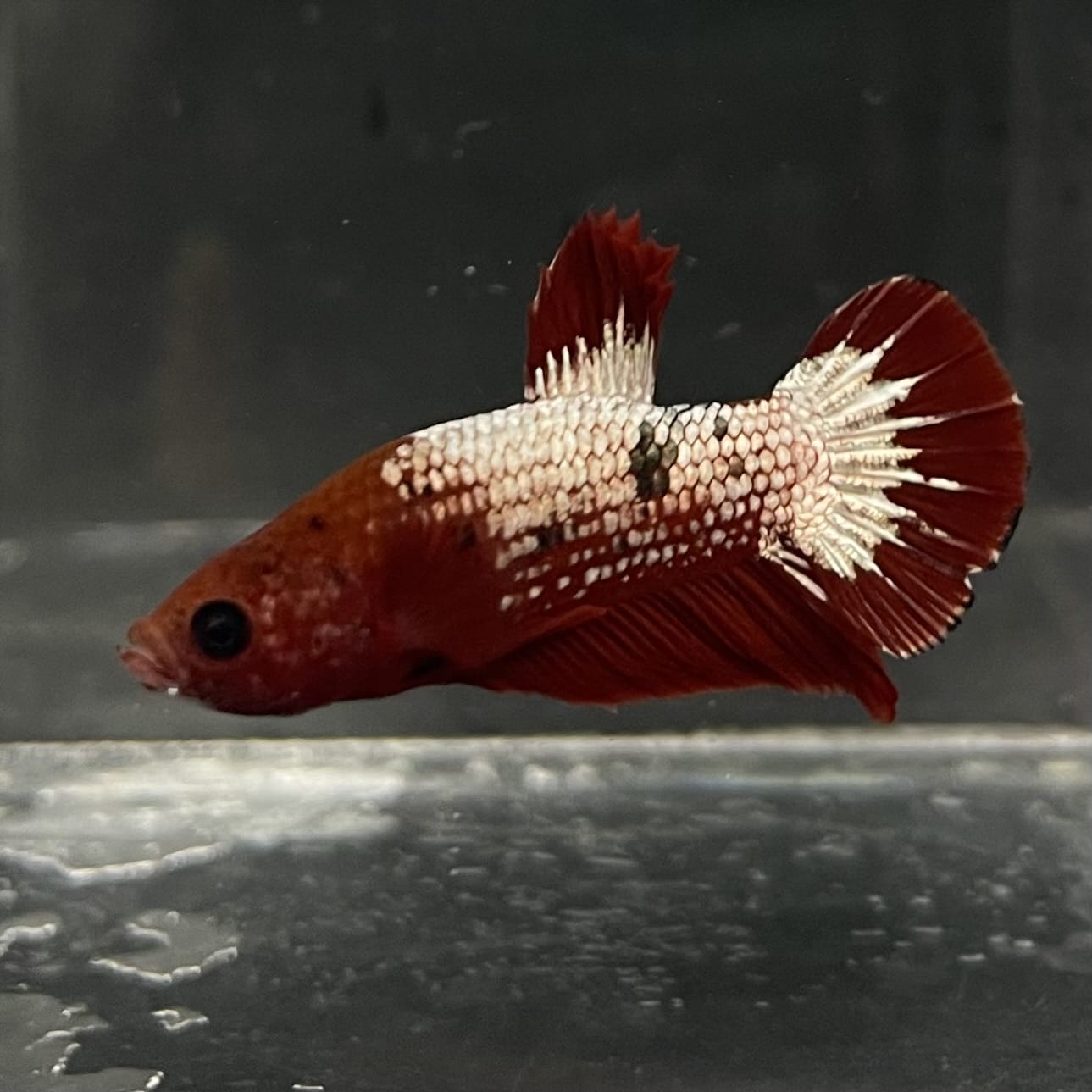 the-fish-farm Premium Male Betta Fancy Plakat Betta Male - One Only - 5 Buy this Premium Male Plakat Betta - One Only The Fish Farm Australia 