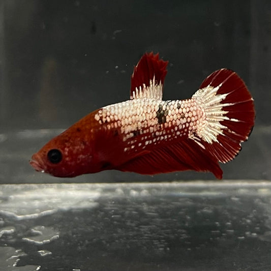 the-fish-farm Premium Male Betta Fancy Plakat Betta Male - One Only - 5 Buy this Premium Male Plakat Betta - One Only The Fish Farm Australia 