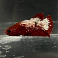 the-fish-farm Premium Male Betta Fancy Plakat Betta Male - One Only - 5 Buy this Premium Male Plakat Betta - One Only The Fish Farm Australia 