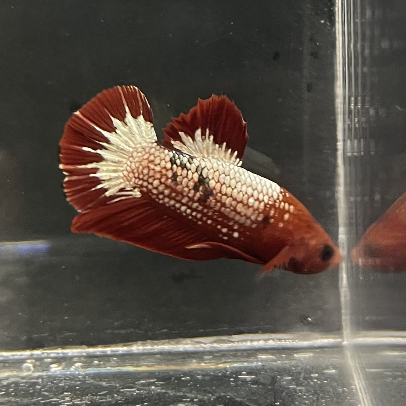 the-fish-farm Premium Male Betta Fancy Plakat Betta Male - One Only - 5 Buy this Premium Male Plakat Betta - One Only The Fish Farm Australia 
