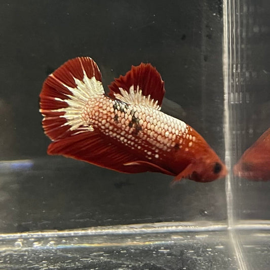 the-fish-farm Premium Male Betta Fancy Plakat Betta Male - One Only - 5 Buy this Premium Male Plakat Betta - One Only The Fish Farm Australia 